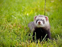 Lavare il furetto a casa: alcuni consigli e prodotti per farlo correttamente! lavare il furetto