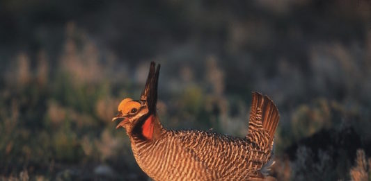 La “geometria” degli animali all’interno dei misteriosi lek lek
