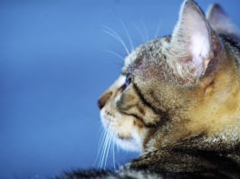 L’importanza del microchip nel gatto microchip