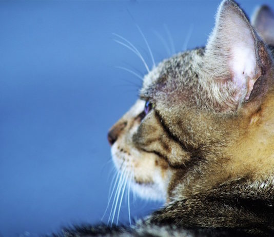 microchip