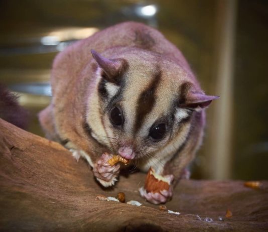 petauro dello zucchero e osteodistrofia