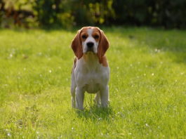 Chi è Laika, il primo robot da compagnia per i cani domestici robot da compagnia