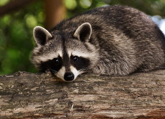 Cosa sono le specie aliene invasive? Sono pericolose? specie aliene