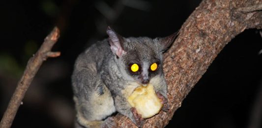 Occhi per vedere di notte: le specie notturne e la loro curiosa capacità! specie notturne