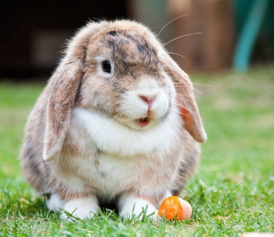 sterilizzazione del coniglio