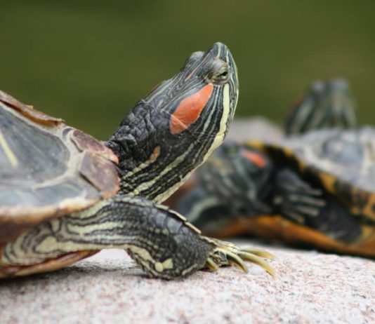 tartarughe acquatiche