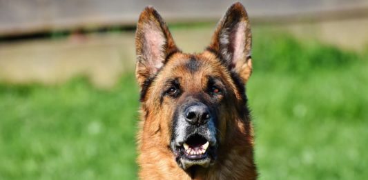 benessere degli animali