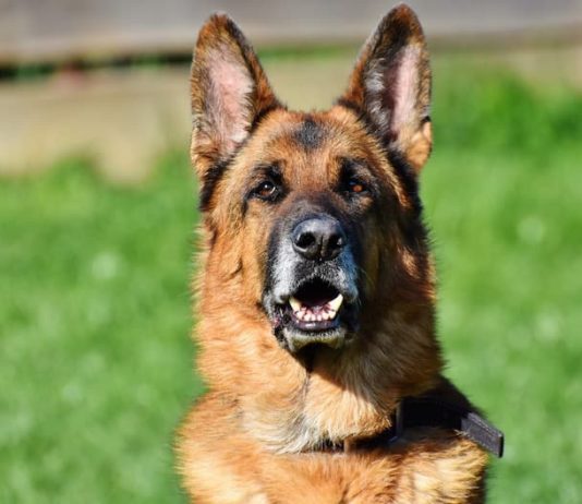 benessere degli animali