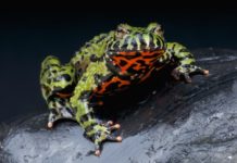 bombina orientalis
