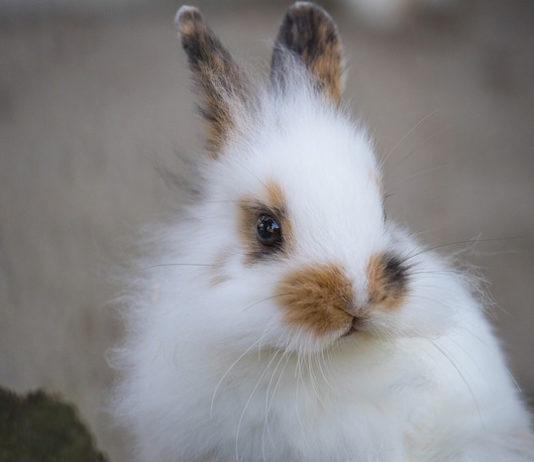 L’importanza della ciecotrofia nel coniglio ciecotrofia