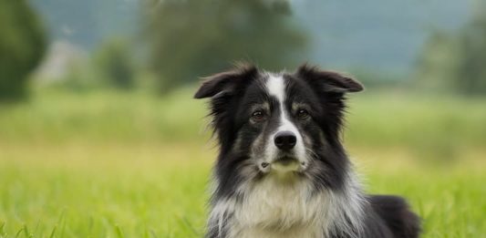 I Paesi Bassi vietano l’uso del collare a strozzo collare a strozzo