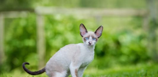 cornish rex