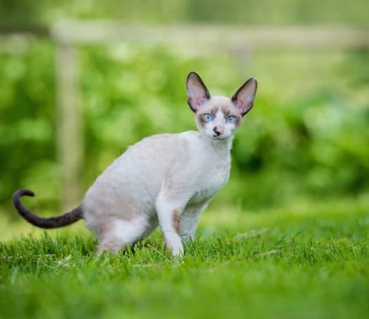 Cornish Rex: il gatto acrobata che arriva dalla Cornovaglia cornish rex