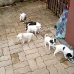 cuccioli meticci 2