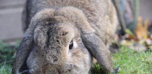 La dermatofitosi nel coniglio: come si manifesta? dermatofitosi