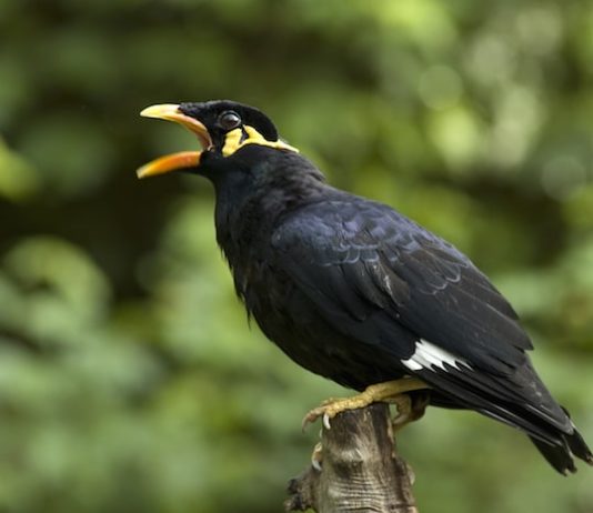 Merlo indiano: l’importanza di una dieta corretta e bilanciata dieta corretta