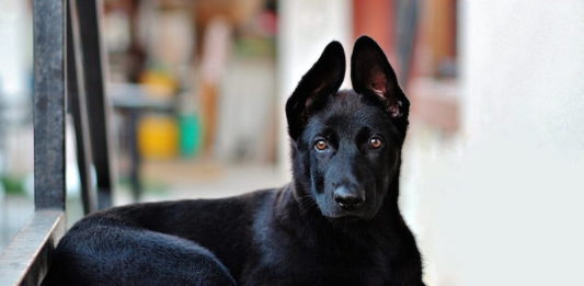 educare il cane botulismo