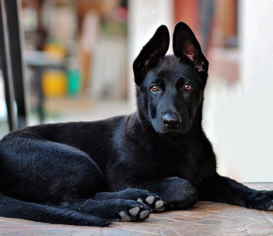 educare il cane botulismo