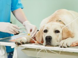 farmaci veterinari