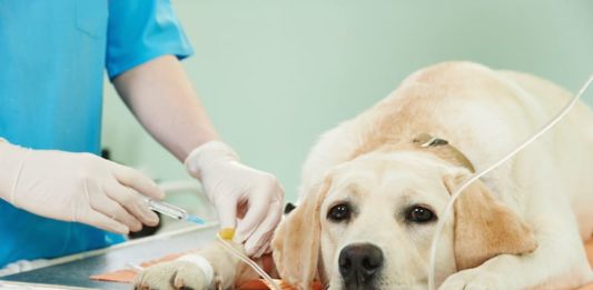 Nuovo Regolamento sui farmaci veterinari: in vigore dal 2022 farmaci veterinari