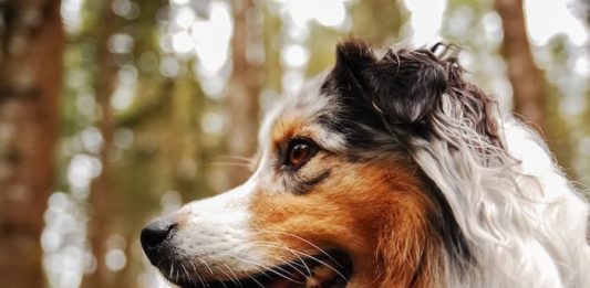 Le frattaglie possono essere utilizzate nell’alimentazione del cane? frattaglie
