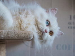 gatto-persiano