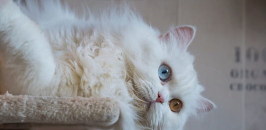 gatto-persiano