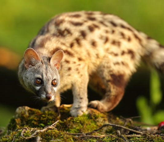 La genetta comune: un carnivoro agilissimo e molto curioso genetta comune