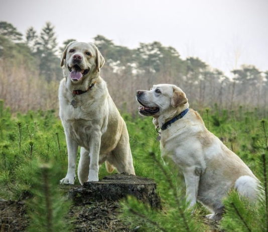 gestire più cani