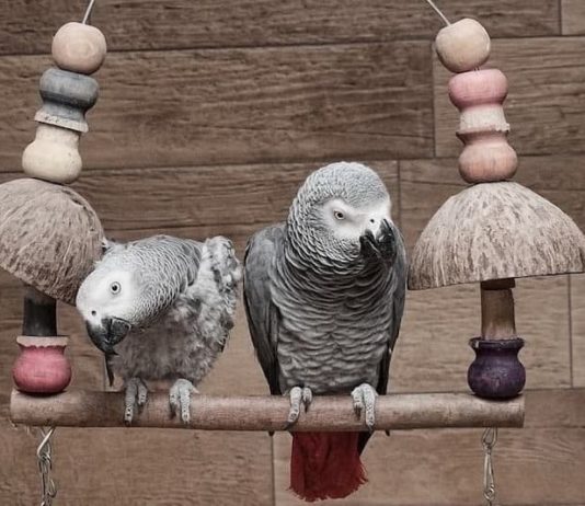 I pappagalli e la loro capacità nel riprodurre parole e suoni i pappagalli