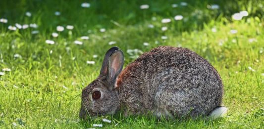 parassiti del coniglio