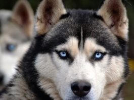 Pesce e uova: alimenti a prevalente apporto proteico pesce