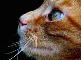 Il proprietario di un gatto: cosa sapere prima di accoglierlo in casa? proprietario di un gatto