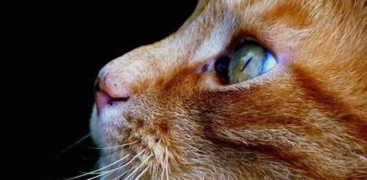 proprietario di un gatto