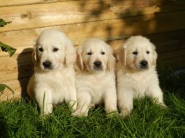 riproduzione del cane