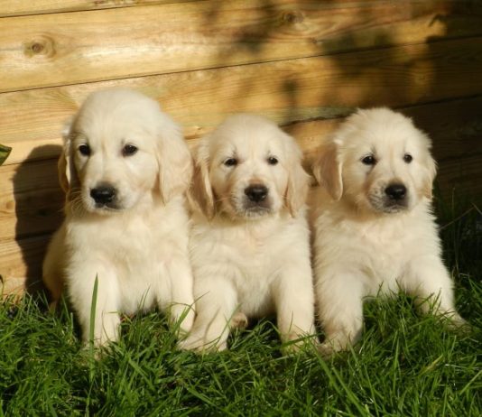 Riproduzione del cane: quali sono gli aggiornamenti? riproduzione del cane