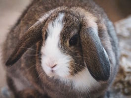 La tigna può essere trasmessa dal coniglio all’essere umano? tigna