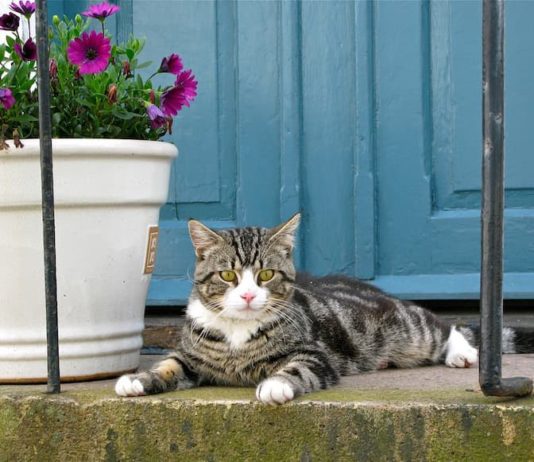 Come abituare il gatto ad andare nel trasportino? I metodi più efficaci. trasportino