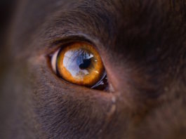 Ulcera corneale nel cane e nel gatto: cos’è? Come si cura? ulcera corneale