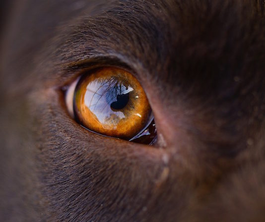 Ulcera corneale nel cane e nel gatto: cos’è? Come si cura? ulcera corneale