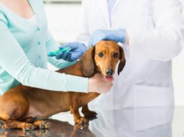 vaccinazione carenza vaccini