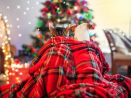Natale cane
