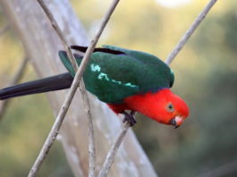 Accessori per uccelli: Quali scegliere per Natale? I metodi consigliati accessori per uccelli
