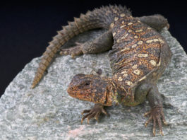 alimentazione dell'uromastice