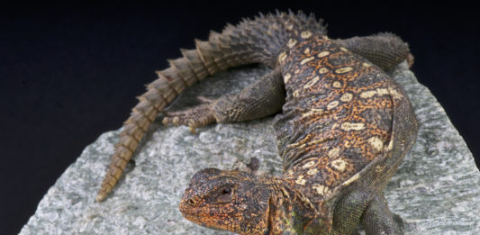 alimentazione dell'uromastice