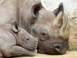 Animali del mondo: Tre grandi e belle notizie del 2018 animali
