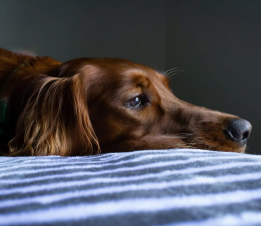 Si può chiedere un permesso retribuito per assistere il cane?