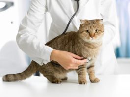 Benessere degli animali: è da considerarsi un bene immateriale? benessere degli animali