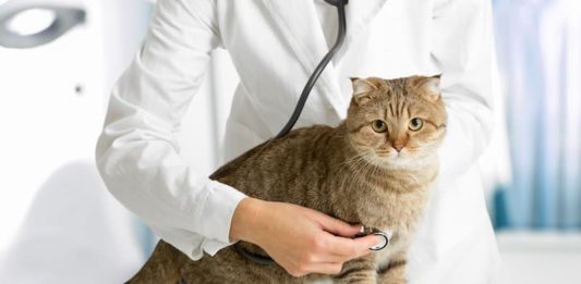 Benessere degli animali: è da considerarsi un bene immateriale? benessere degli animali