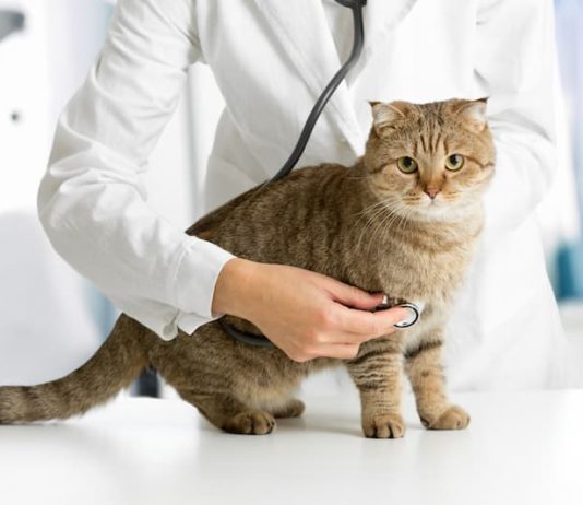 benessere degli animali